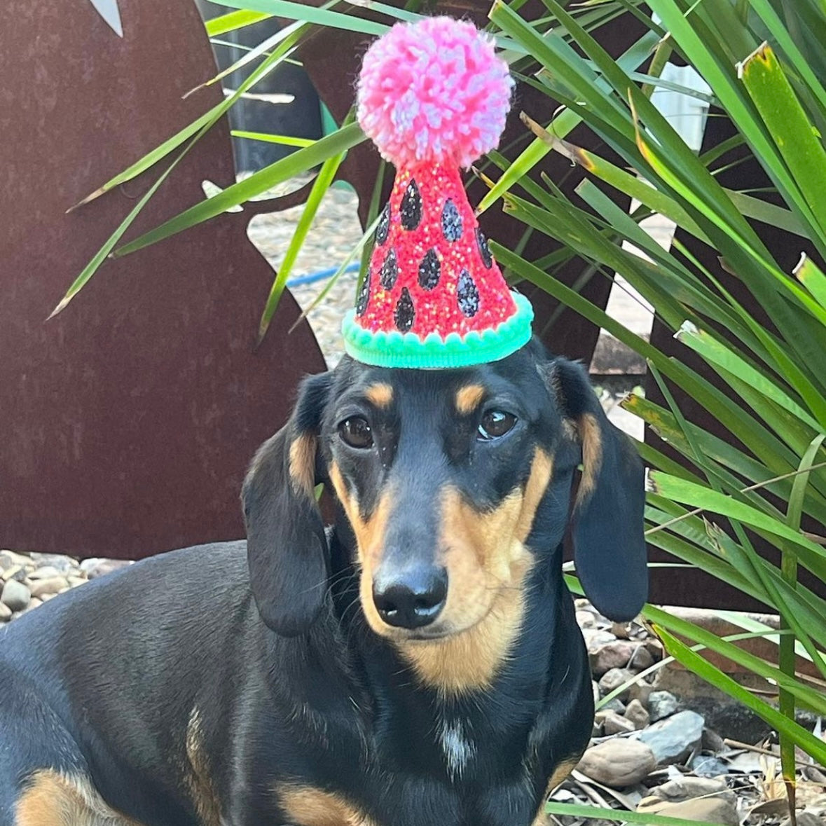 Watermelon Sugar High Dog Party Hat