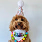 Rainbow Sprinkles Dog Party Hat