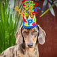 Party Poppers Dog Party Crown